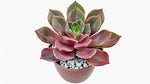 Echeveria Chroma live plant from Divine Roots — photo 6 of 11