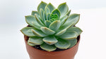top view of Echeveria Vertis live succulent from Divine Roots