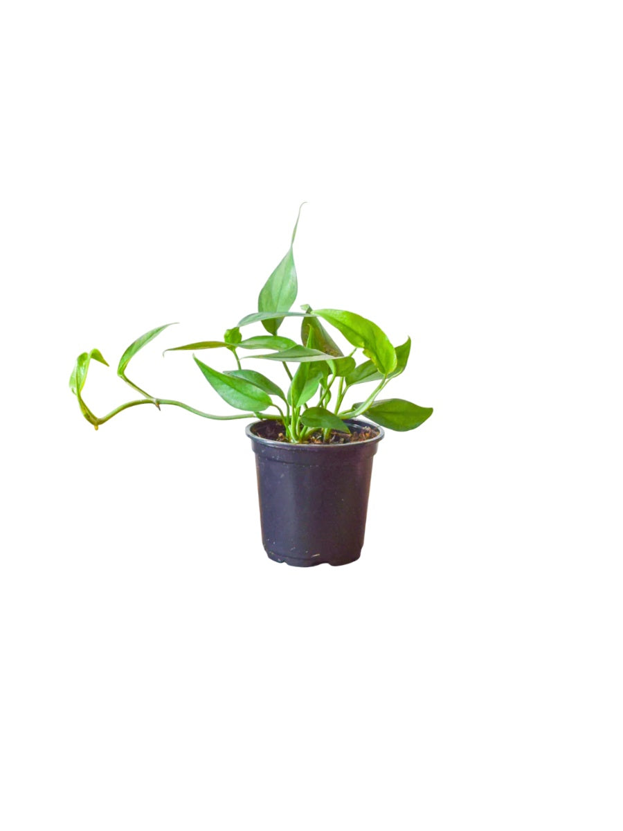 Pothos Baltic Blue