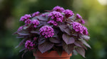 full view of Lantana camara 'Dark Purple' live houseplant from Divine Roots