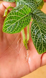 potted Fittonia Whisper Rooted Starter Plant live houseplant from Divine Roots