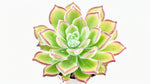 Echeveria Setosa Arrow live plant from Divine Roots — photo 5 of 11