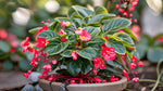 mature specimen of Angel Wing Begonia Sunbrite Red Rooted Starter Plant live Begonia from Divine Roots