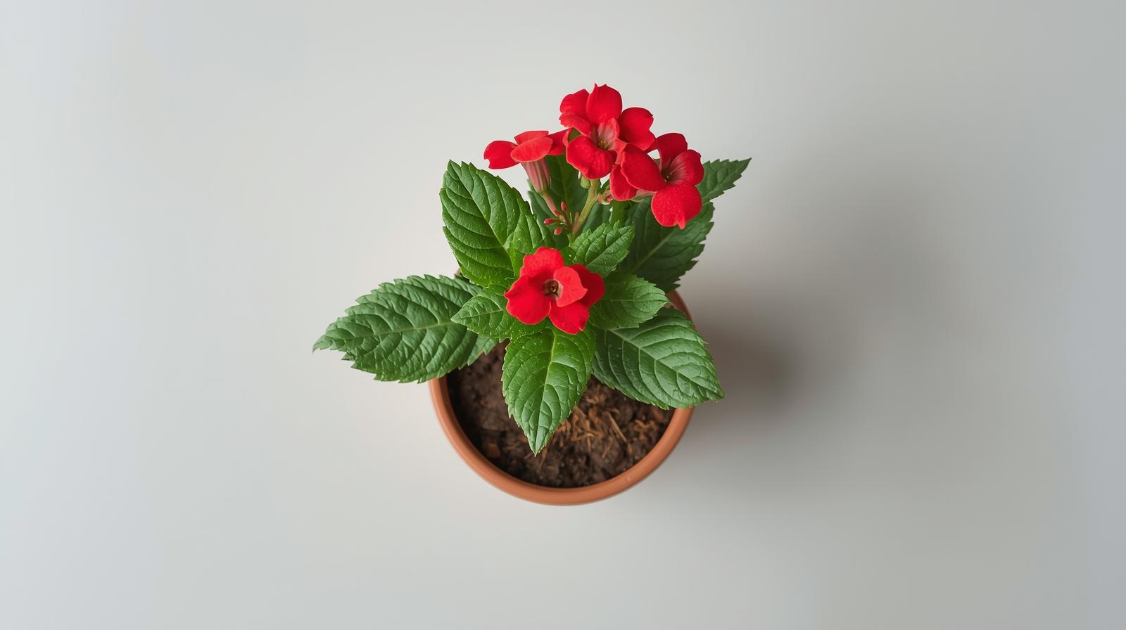 new growth on Lantana Florida Red live houseplant from Divine Roots