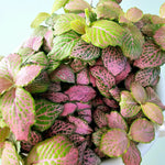 potted Fittonia Zalm Ruby Lime Rooted Starter Plant live houseplant from Divine Roots