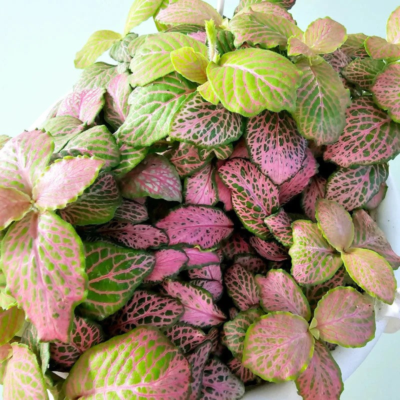 potted Fittonia Zalm Ruby Lime Rooted Starter Plant live houseplant from Divine Roots