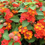 potted Dallas Red Lantana live houseplant from Divine Roots