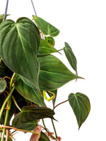 Philodendron Micans (Velvet-Leaf Philodendron) live plant from Divine Roots — photo 4 of 12
