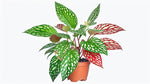 detail shot of Angel Wing Begonia Medora live Begonia from Divine Roots