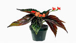 full view of Angel Wing Begonia Torch live Begonia from Divine Roots