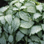 new growth on Fittonia Terrarium Builder Bundle - 4 Assorted Rooted Plants live plant bundle from Divine Roots