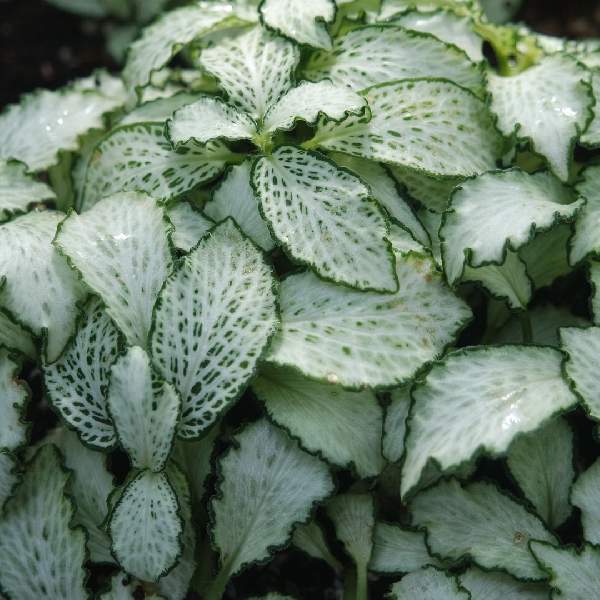 new growth on Fittonia Terrarium Builder Bundle - 4 Assorted Rooted Plants live plant bundle from Divine Roots