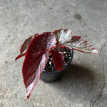 mature specimen of Angel Wing Begonia Miss Mummy Rooted Starter Plant live Begonia from Divine Roots