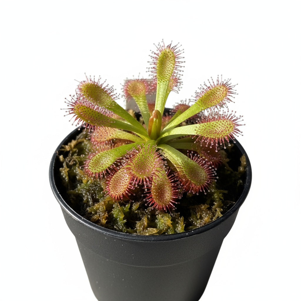 potted Sundew Drosera Spatulata live houseplant from Divine Roots
