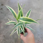 top view of Sanderiana Variegated Dracaena live Dracaena from Divine Roots