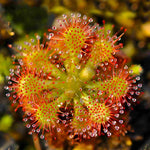 close-up detail of Sundew Drosera Spatulata live houseplant from Divine Roots