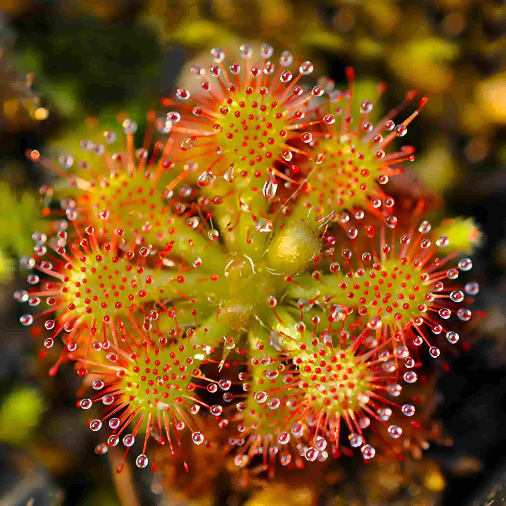 close-up detail of Sundew Drosera Spatulata live houseplant from Divine Roots
