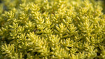 close-up detail of Sedum Rupestre Lemon Ball live succulent from Divine Roots