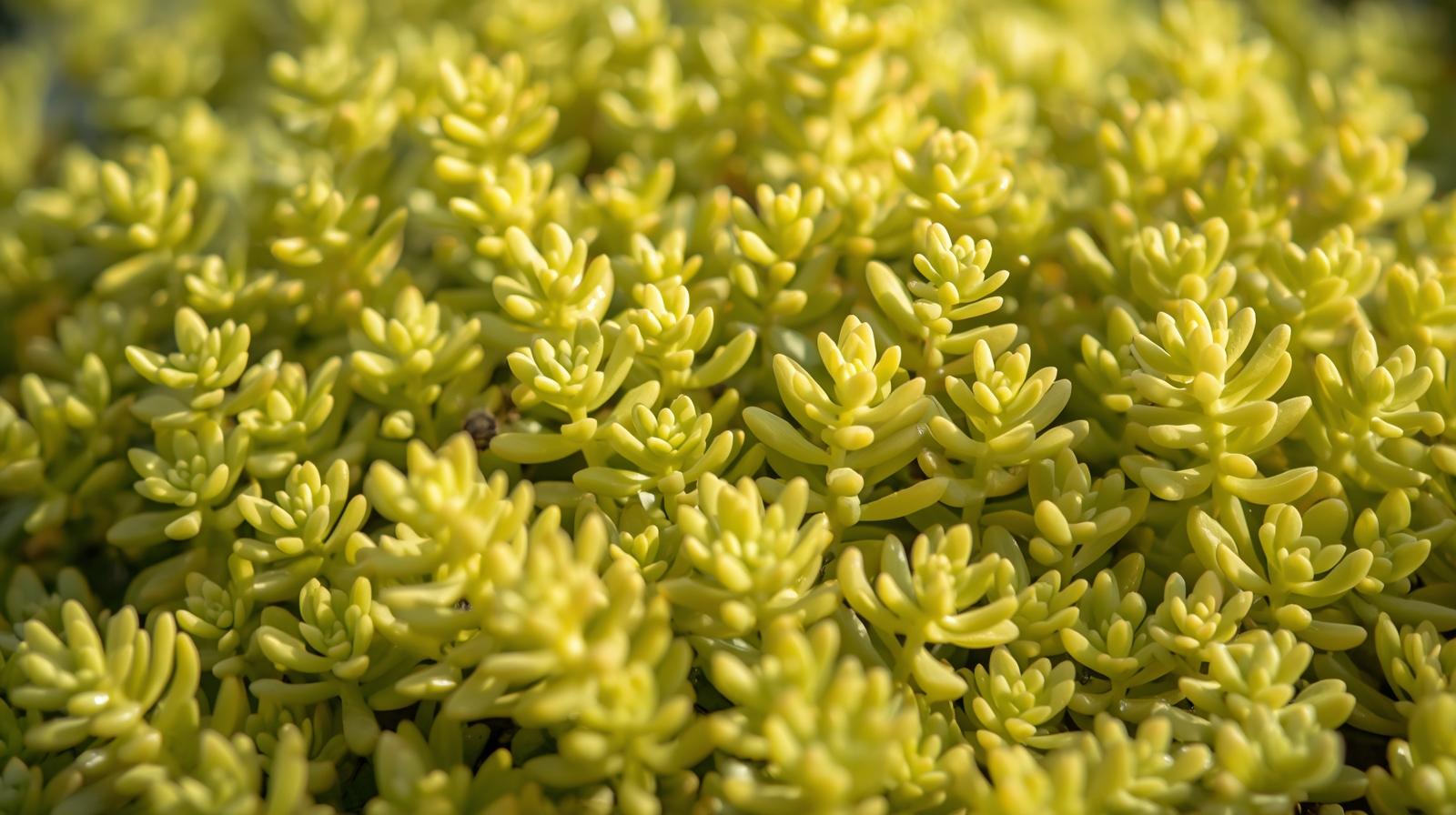 close-up detail of Sedum Rupestre Lemon Ball live succulent from Divine Roots