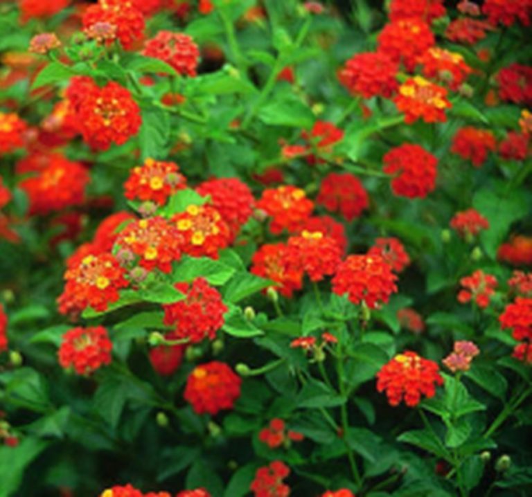Dallas Red Lantana live houseplant from Divine Roots