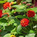 side profile of Lantana Florida Red live houseplant from Divine Roots