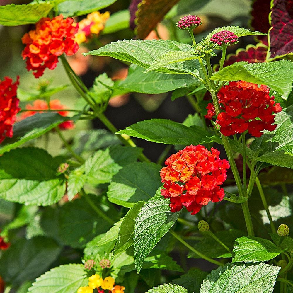 side profile of Lantana Florida Red live houseplant from Divine Roots