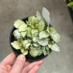 size reference for Fittonia Purple Snow Anne Rooted Starter Plant live houseplant from Divine Roots
