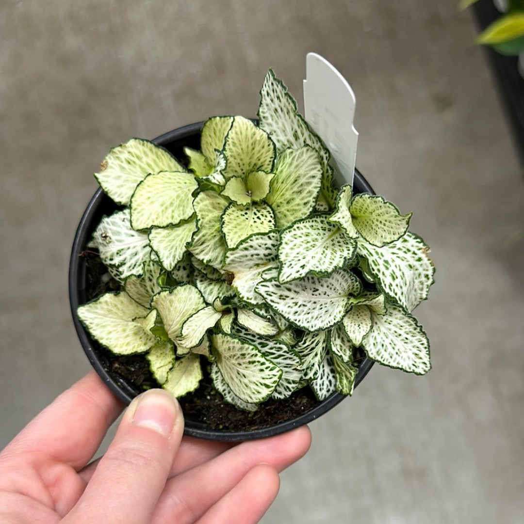 size reference for Fittonia Purple Snow Anne Rooted Starter Plant live houseplant from Divine Roots