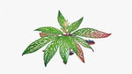 leaf detail of Angel Wing Begonia Medora live Begonia from Divine Roots