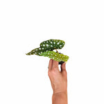 top view of Angel Wing Begonia Maculata Rooted Starter Plant live Begonia from Divine Roots