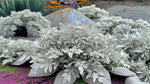 size reference for Artemesia Stellerinana Silver Brocade live houseplant from Divine Roots