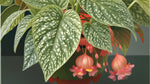 leaf detail of Angel Wing Begonia Snow Capped Rooted House Plants live Begonia from Divine Roots