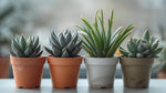 growth pattern of Senecio Succulent Plant Pack live succulent from Divine Roots
