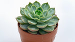 full view of Echeveria Vertis live succulent from Divine Roots