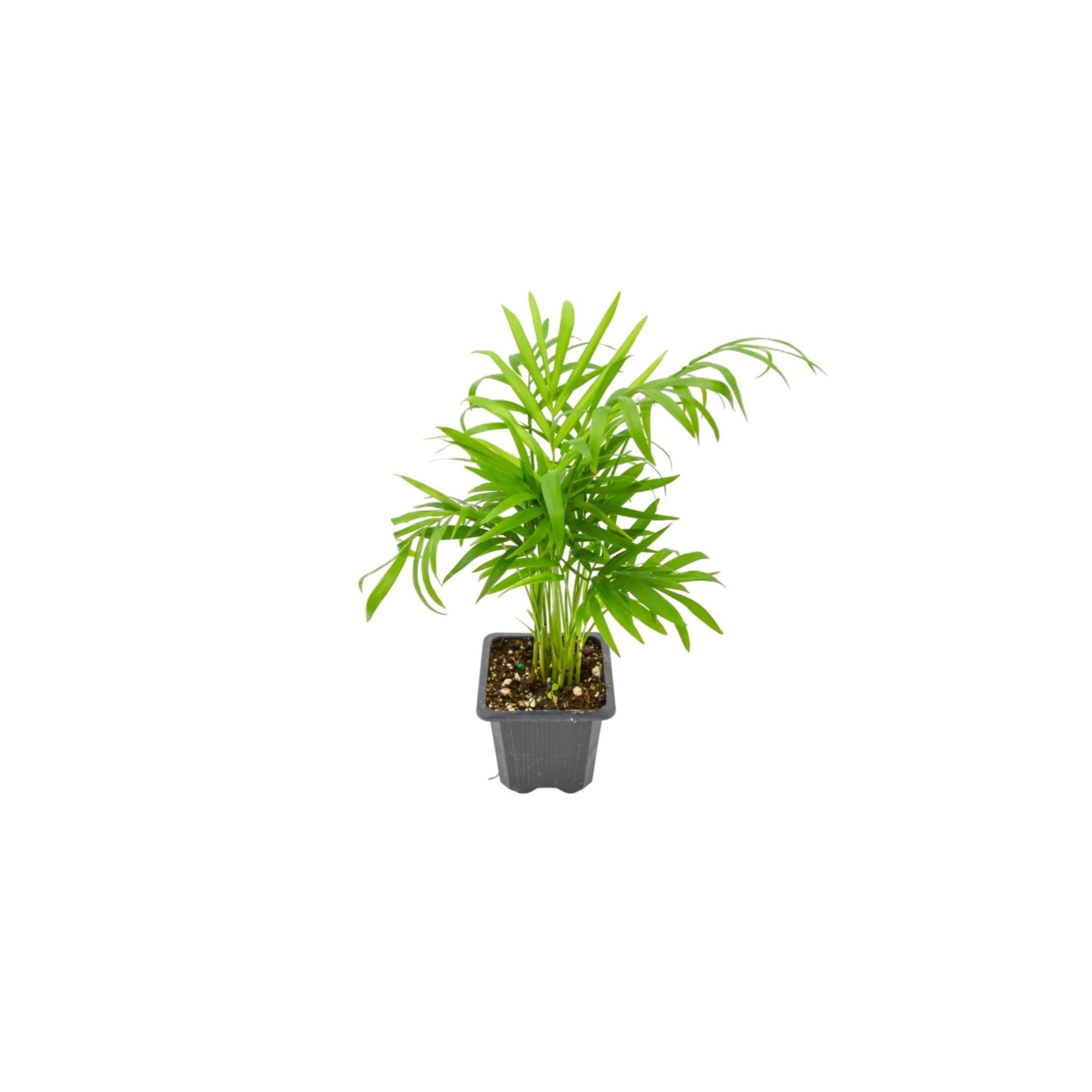 full view of Bella Palm (Chamaedorea elegans) live palm from Divine Roots
