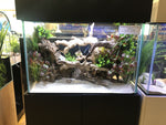 detail shot of Pacific Wood For Aquascaping live houseplant from Divine Roots