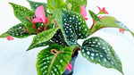 detail shot of Angel Wing Begonia My Special Angel live Begonia from Divine Roots