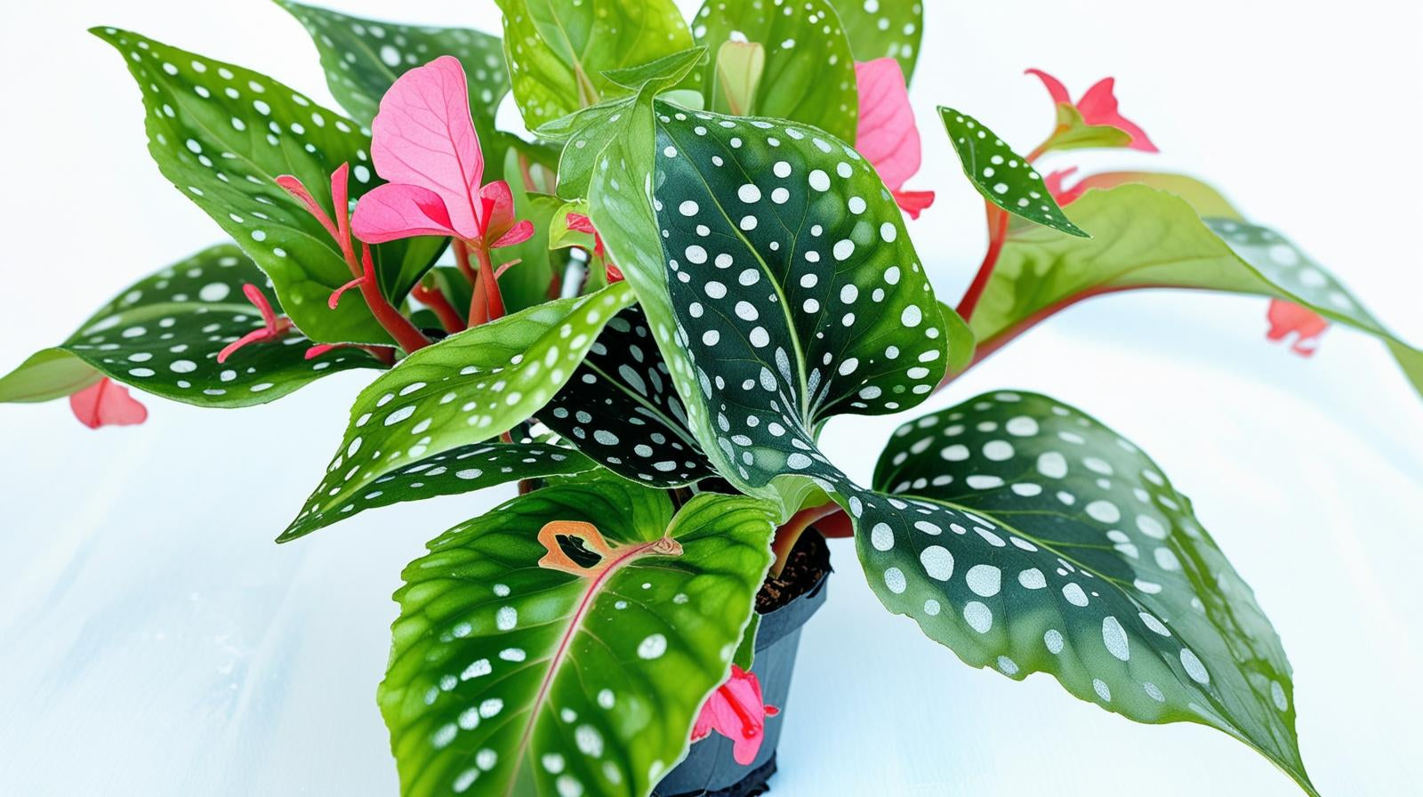 detail shot of Angel Wing Begonia My Special Angel live Begonia from Divine Roots