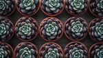 growth pattern of Rosette Shaped Succulent Pack live succulent from Divine Roots