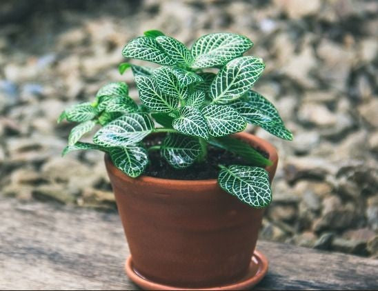 new growth on Fittonia Whisper Rooted Starter Plant live houseplant from Divine Roots