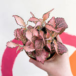 leaf detail of Fittonia Verschaffeltii Pink Rooted Starter Plant live houseplant from Divine Roots