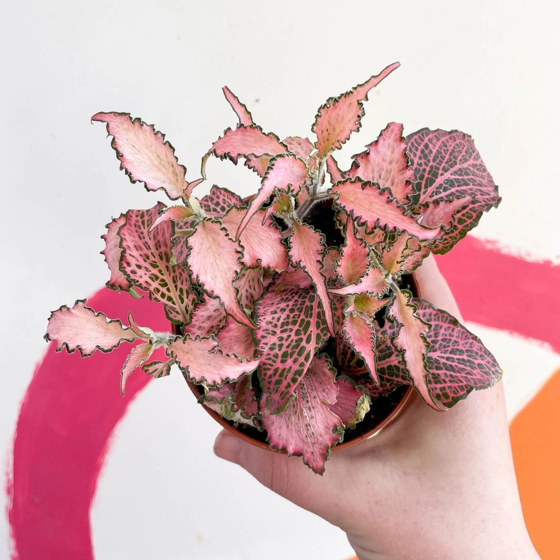 leaf detail of Fittonia Verschaffeltii Pink Rooted Starter Plant live houseplant from Divine Roots
