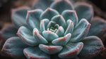 close-up detail of Echeveria Perle Von Nurnberg Rooted Starter Plant live succulent from Divine Roots