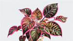 top view of Coleus Meandering Linda live houseplant from Divine Roots