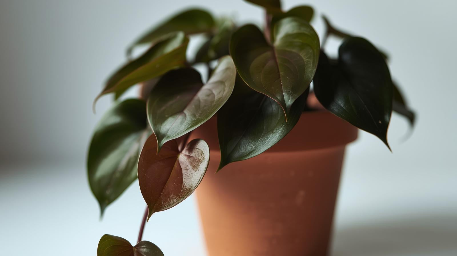 new growth on Philodendron Micans (Velvet-Leaf Philodendron) live Philodendron from Divine Roots