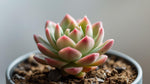 top view of Echeveria Pink Edge Rooted Starter Plant live Echeveria from Divine Roots