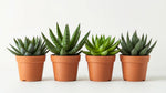 new growth on Senecio Succulent Plant Pack live succulent from Divine Roots