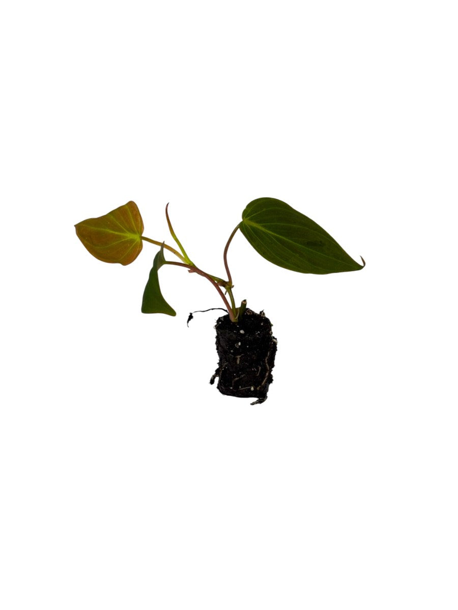 Philodendron Micans (Rooted Starter Plant)