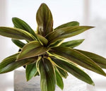 full view of Cordyline Coffee Compacta 6" White Eco Pot decorative planter from Divine Roots