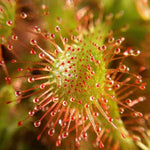 top view of Sundew Drosera Spatulata live houseplant from Divine Roots